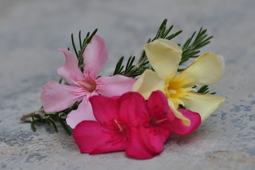 oleander flowers blossom red yellow pink lavender branch herb spain french italian