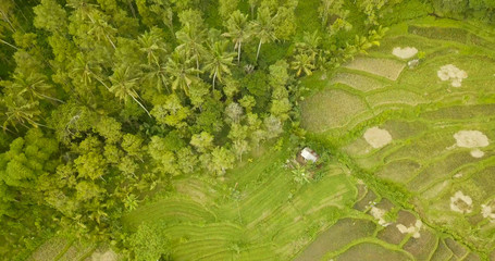 Beautiful view of the rice terraces in Bali