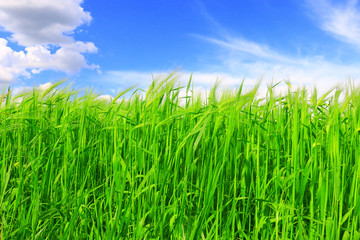 Detail of the Barley Spike