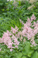 Asitlbe japonica 'Europa' in voller Blüte in einem Staudenbeet