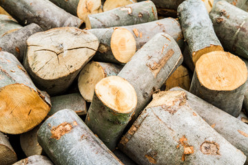 Woodpile of beech tree trunks, waiting to be chopped for firewood	
