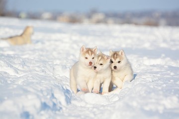 puppies in snow