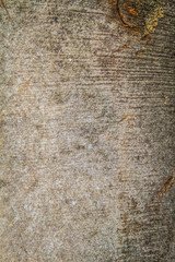 Beech tree bark in close up