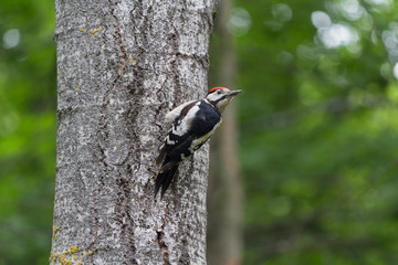 Woodpecker on a tree in a park. Birds