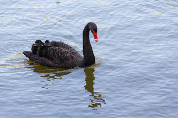 Beautiful black swan swims on the lake. Nature