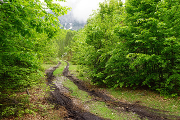 Fototapeta premium Wet track