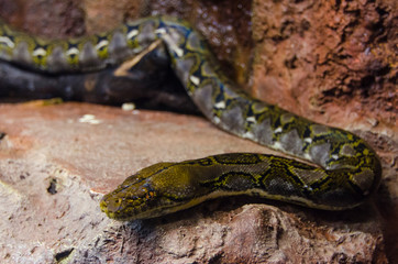 Serpiente