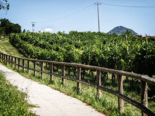 Fototapeta na wymiar path trough the vineyards