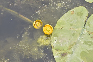 yellow water lily (kuvshinka)