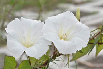 convolvulus