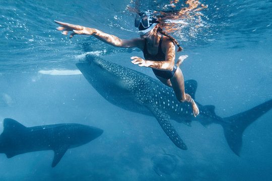 Woman snorkeling with whale sharks in deep blue ocean