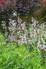 Penstemon digitalis 'Husker Red' in voller Blüte in einem Staudenbeet vor Cotinus coggygria 'Royal Purple' © progarten