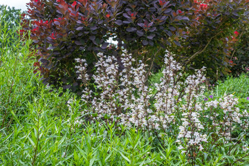 Penstemon digitalis 'Husker Red' in voller Blüte in einem Staudenbeet vor Cotinus coggygria 'Royal Purple' © progarten