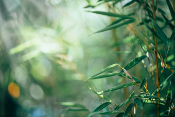 Bamboo forest. Growing bamboo border design over blurred sunny background. Nature backdrop