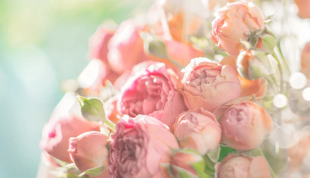 Roses. Bouquet of pink rose flowers in sun light. Holiday background Stock  Photo | Adobe Stock