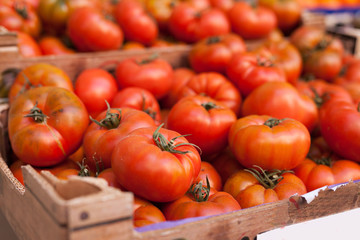 lots of tomatoes on a branch on counter