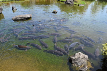 池で泳ぐ鯉