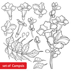 Set with outline Campsis radicans or trumpet vine flower bunch, bud and ornate leaves in black isolated on white background. © bokasana