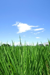 青田と青空と雲