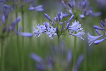 アガパンサスの森