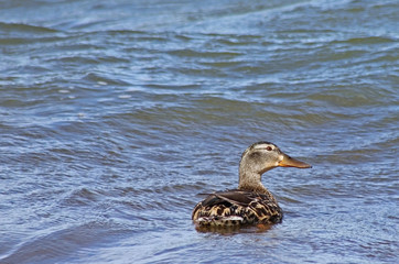 Mallard duck female looking up as she swims alone on a big blue lake