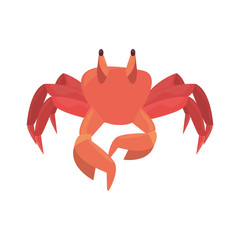crab wildlife on white background