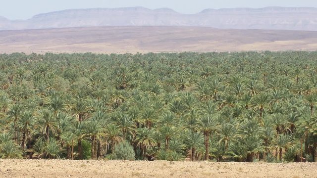 Huge palmeraie, palm tree oasis in Morocco