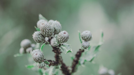 Medicinal plant burdock (Arctium lappa). 