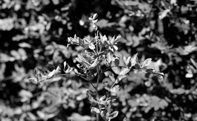 black and white shrub with sun highlights