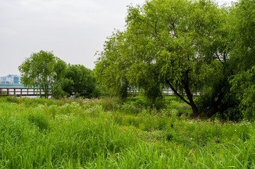 Fototapeta na wymiar Riverside swamp park in a city of Seoul, South Korea.