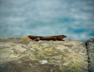 Curious lizard on the water side looking