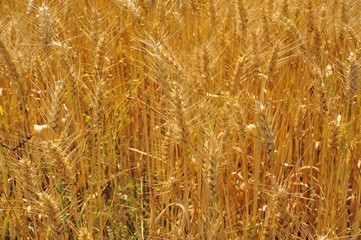 ripe spikes in the wheat field to make flour for bread