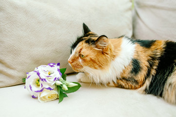 Top view of wedding boutonniere for the groom and bridesmaids and black cat