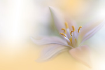 Fototapeta na wymiar Closeup Macro Photography.Floral abstract pastel background with copy space.White Jasmine flower in soft style for wedding card.Orange Nature Background.Blurred space for your text.Wedding Invitation.