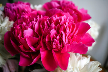 Fluffy pink magenta and white peonies flowers background