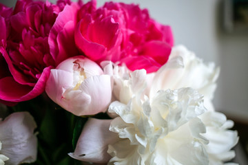 Fluffy pink magenta and white peonies flowers background