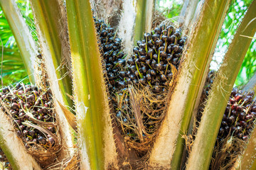 Palm ball on palm tree