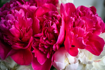 Fluffy pink magenta and white peonies flowers background