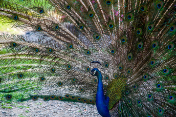Peacock shows open tail with a beautiful pattern.