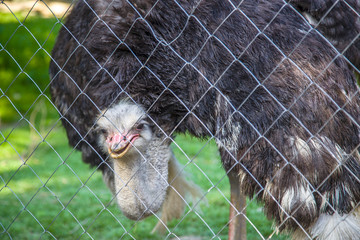 an ostrich looks at you through an iron gauze