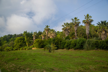 rainforest, palm trees on a clear summer day
