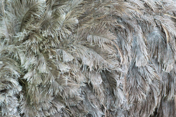 Ostrich feathers.