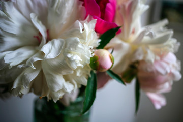 Gorgeous white and pink pions in a glass vase on the table with some light close up