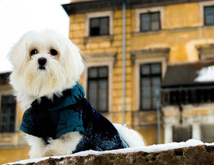 dog