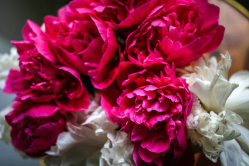 Fluffy pink magenta and white peonies flowers background