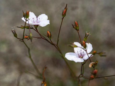 Schmalbl&auml;ttriger Lein (Linum tenuifolium)