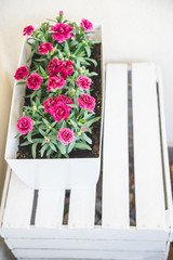 Fototapeta na wymiar Pinks in decorative white blank lengthwise flowerpot on white painted crate, on the home balcony. Floral concept background. With copy space.