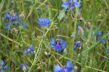 cornflower with bee
