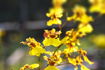 Oncidium orchid 