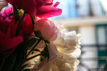 Gorgeous white and pink pions in a glass vase in sunset light in front of the open Parisian window close up